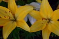 Two bright yellow lily flowers