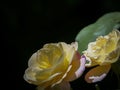 Two bright yellow roses with green leaf Royalty Free Stock Photo