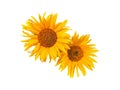 Two bright yellow sunflowers isolated on the white background Royalty Free Stock Photo