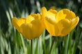 Two bright yellow tulip flowers, Tulipa Golden Oxford hybrid, blooming in the spring sunshine, close-up view