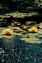 two yellow water lillies floating in a lake covered with leaves Royalty Free Stock Photo