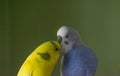 Brightly colored parrots, one yellow and one blue, perched side-by-side