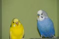 Brightly colored parrots, one yellow and one blue, perched side-by-side