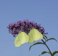 Two Brimstone butterflies perched on a buddleia panicle