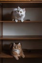 Two British bred domestic cats look at each other from different shelves of closet