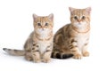 Two British breed kittens