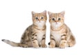 Two British breed kittens