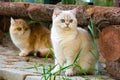 Two British cats sit in the backyard garden under a log bench