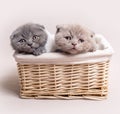 Two British fluffy kittens