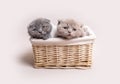 Two British fluffy kittens