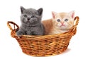 Two british kittens in a basket Royalty Free Stock Photo