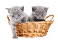 Two british kittens in a basket Royalty Free Stock Photo