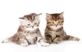 two british kittens looking at camera. isolated on white background Royalty Free Stock Photo