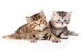 Two british kittens looking at camera. isolated on white Royalty Free Stock Photo