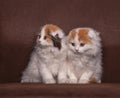 Two british kittens.Pedigree lop-eared kittens. Royalty Free Stock Photo