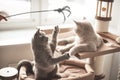 Two british kittens playing with a toy Royalty Free Stock Photo