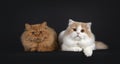 Two British Longahir cats on black background