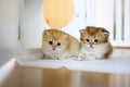 Two British Shorthair Golden Kittens sit on whites on a wooden floor in the room. little kitten Two brothers are sitting and Royalty Free Stock Photo