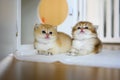 Two British Shorthair Golden Kittens sit on whites on a wooden floor in the room. little kitten Two brothers sitting and looking Royalty Free Stock Photo