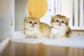 Two British Shorthair Golden Kittens sit on whites on a wooden floor in the room. little kitten Two brothers sitting and looking Royalty Free Stock Photo