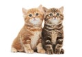 Two British Shorthair kitten cat isolated Royalty Free Stock Photo