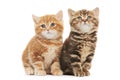 Two British Shorthair kitten cat isolated Royalty Free Stock Photo