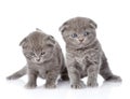 Two british shorthair kittens. isolated on white background Royalty Free Stock Photo