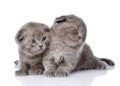 Two british shorthair kittens. isolated on white background Royalty Free Stock Photo