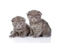 Two british shorthair kittens loking at camera. isolated Royalty Free Stock Photo