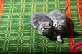 Two British Shorthair Kittens Royalty Free Stock Photo
