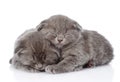 Two british shorthair kittens sleeping. isolated on white Royalty Free Stock Photo