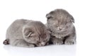 Two british shorthair kittens sleeping. on white backgr