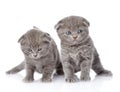 Two british shorthair kittens. on white background Royalty Free Stock Photo