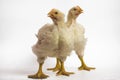 Two Broiler chicken 21 days old on white Royalty Free Stock Photo