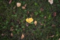 broken yellow leaves among a withering nature Royalty Free Stock Photo