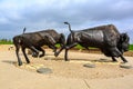 Two bronze statues of bison are on display, one of which is attacking the other Royalty Free Stock Photo