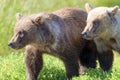 Two Brother Brown Bear Cubs