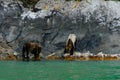 Two brother grizzly bears walk over a rugged coastline in search of food in the Great Bear Rainforest