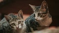 Two brothers in cats family Royalty Free Stock Photo