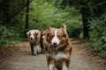 Two brothers dog are adult littermates. Two Australian Shepherds run on forest road in summer. Happy best friends aussie red