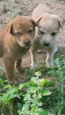 Two brothers puppy click by me