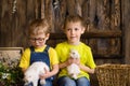 Two brothers sitting on wooden, having fun playing with rabbits Royalty Free Stock Photo