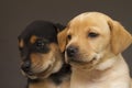 Two brothers, a yellow puppy and a black with yellow puppy