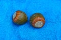 Two brown acorns lie on a blue cloth Royalty Free Stock Photo