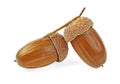Two brown acorns on white background Royalty Free Stock Photo