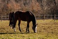 Two brown adult horses with white spots on muzzle graze in the meadow behind a wooden fence, field in farm, portrait of beautiful Royalty Free Stock Photo