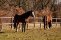 Two brown adult horses with white spots on muzzle graze in the meadow behind a wooden fence, field in farm, portrait of beautiful Royalty Free Stock Photo