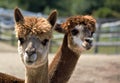 Two brown alpacas twisting their necks together