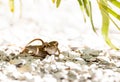 Two Brown Anole lizards Anolis sagrei mate Royalty Free Stock Photo