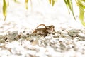 Two Brown Anole lizards Anolis sagrei mate Royalty Free Stock Photo